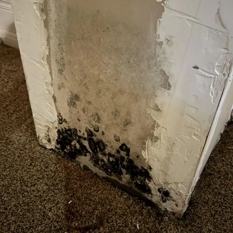 Professional Mold Removal in Mebane, NC